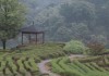 唯有山茶偏耐久，绿丛又放数枝红。