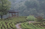 唯有山茶偏耐久，绿丛又放数枝红。
