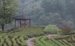 唯有山茶偏耐久，绿丛又放数枝红。