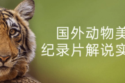 国外动物美食纪录片解说实战课