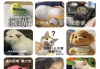 AniCh壁纸 v1.1 解锁去广告